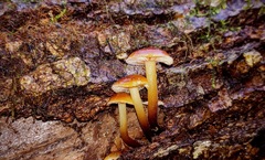 Flammulina velutipes