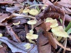 Chrysomphalina grossula