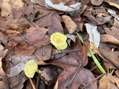 Chrysomphalina grossula