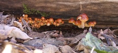 Flammulina velutipes