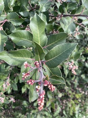 Rhus integrifolia × ovata