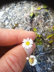 Brachyscome longiscapa