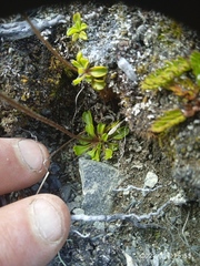 Brachyscome longiscapa