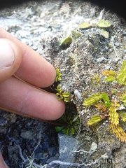 Brachyscome longiscapa