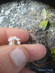 Brachyscome longiscapa