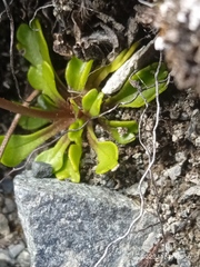 Brachyscome longiscapa