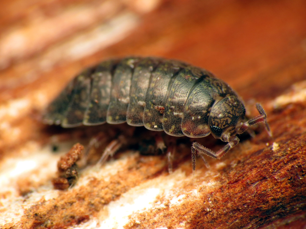 Phalloniscus
