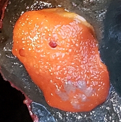 Acanthodoris lutea