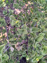 Vangueria parvifolia
