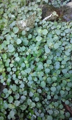 Australina pusilla pusilla