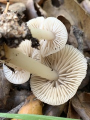 Marasmius albogriseus