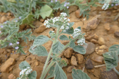 Heliotropium supinum