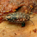 Styloniscidae - Photo (c) Katja Schulz, algunos derechos reservados (CC BY)