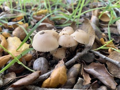 Marasmius albogriseus