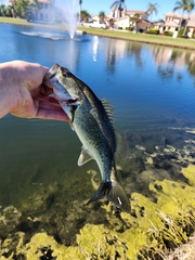 Micropterus floridanus