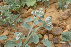 Heliotropium supinum