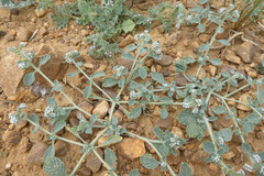 Heliotropium supinum