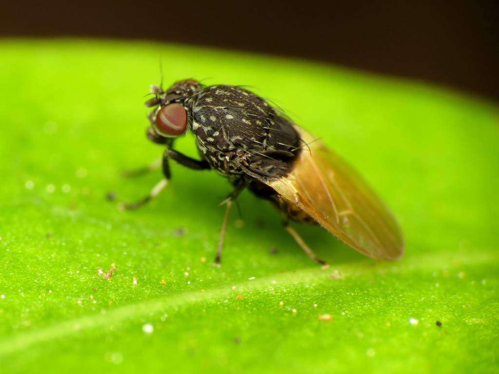 Allophylina