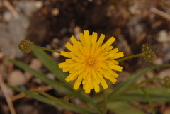 Crepis tectorum