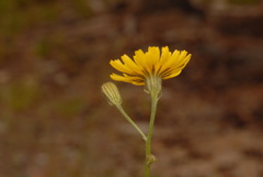 Crepis tectorum