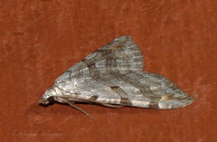 Aplocera