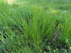 Eleocharis obtusa