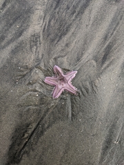 Astropecten armatus