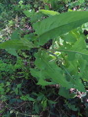 Lactuca floridana