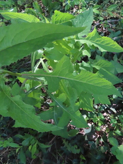 Lactuca floridana