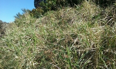 Anthoxanthum redolens