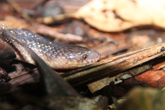 Atractus flammigerus