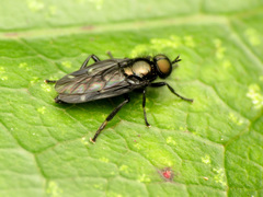 Berisina maculipennis