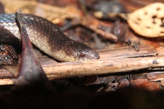 Atractus flammigerus