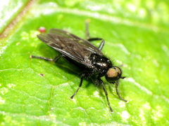 Berisina maculipennis