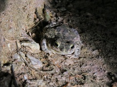 Rhinella granulosa