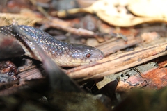 Atractus flammigerus
