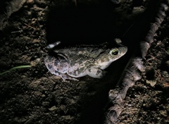 Rhinella granulosa
