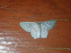 Chloropteryx opalaria