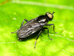 Berisina maculipennis