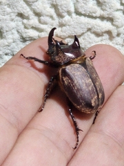 Coelosis bicornis