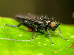 Berisina maculipennis