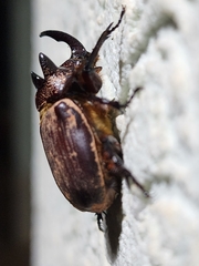 Coelosis bicornis