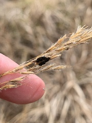 Epicoccum andropogonis