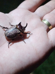 Coelosis bicornis