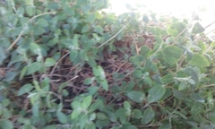 Chenopodium triandrum