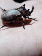 Coelosis bicornis