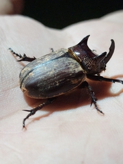 Coelosis bicornis