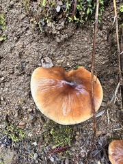 Cortinarius seidliae