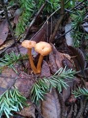 Craterellus tubaeformis