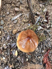 Cortinarius seidliae